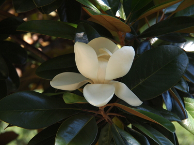 [Amid the dark glossy leaves on the tree is one large many-petaled white flower. Some of the petals are raised upright around the center while the outermost petals lay flat against the leaves. These flowers are approximately 6-8 inches wide at their widest point.]